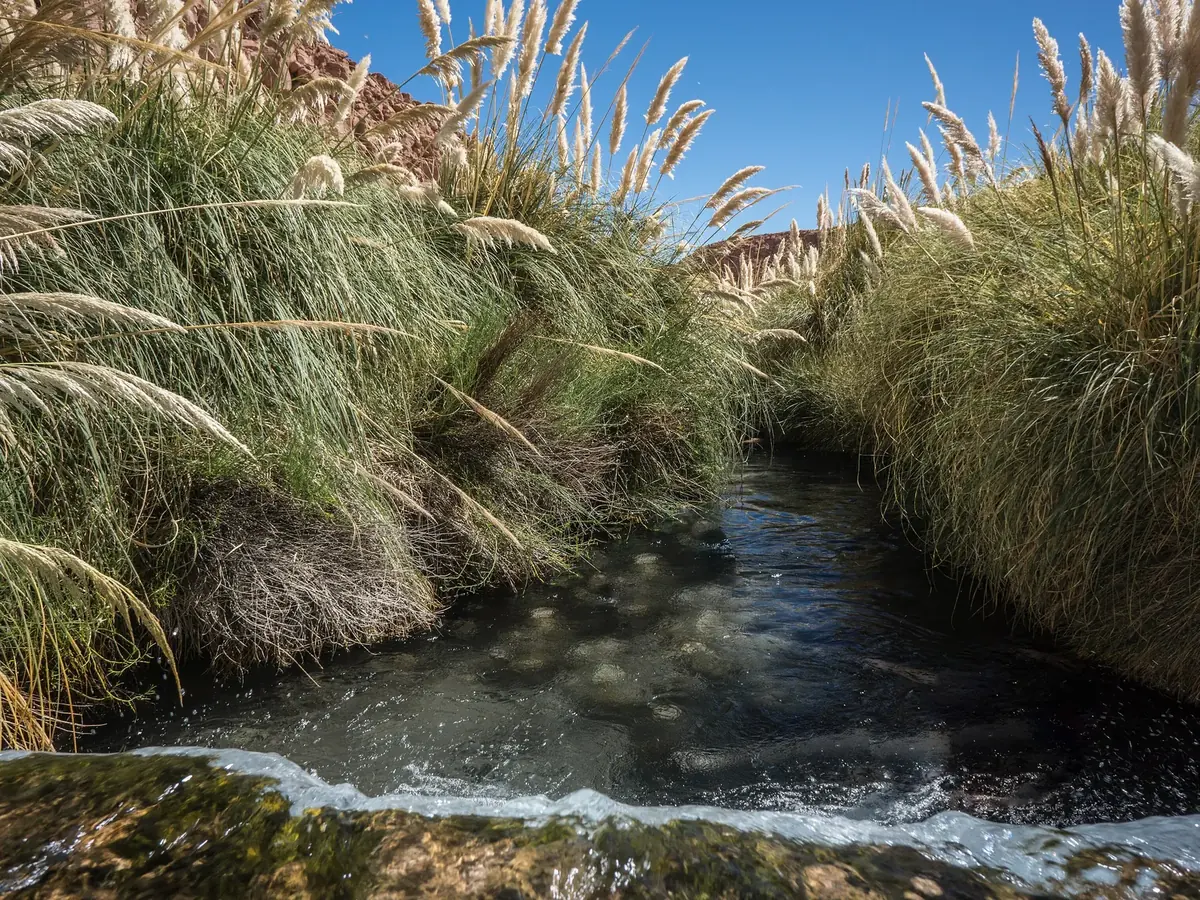Arroyo termal rodeado de cortaderas en Puritama