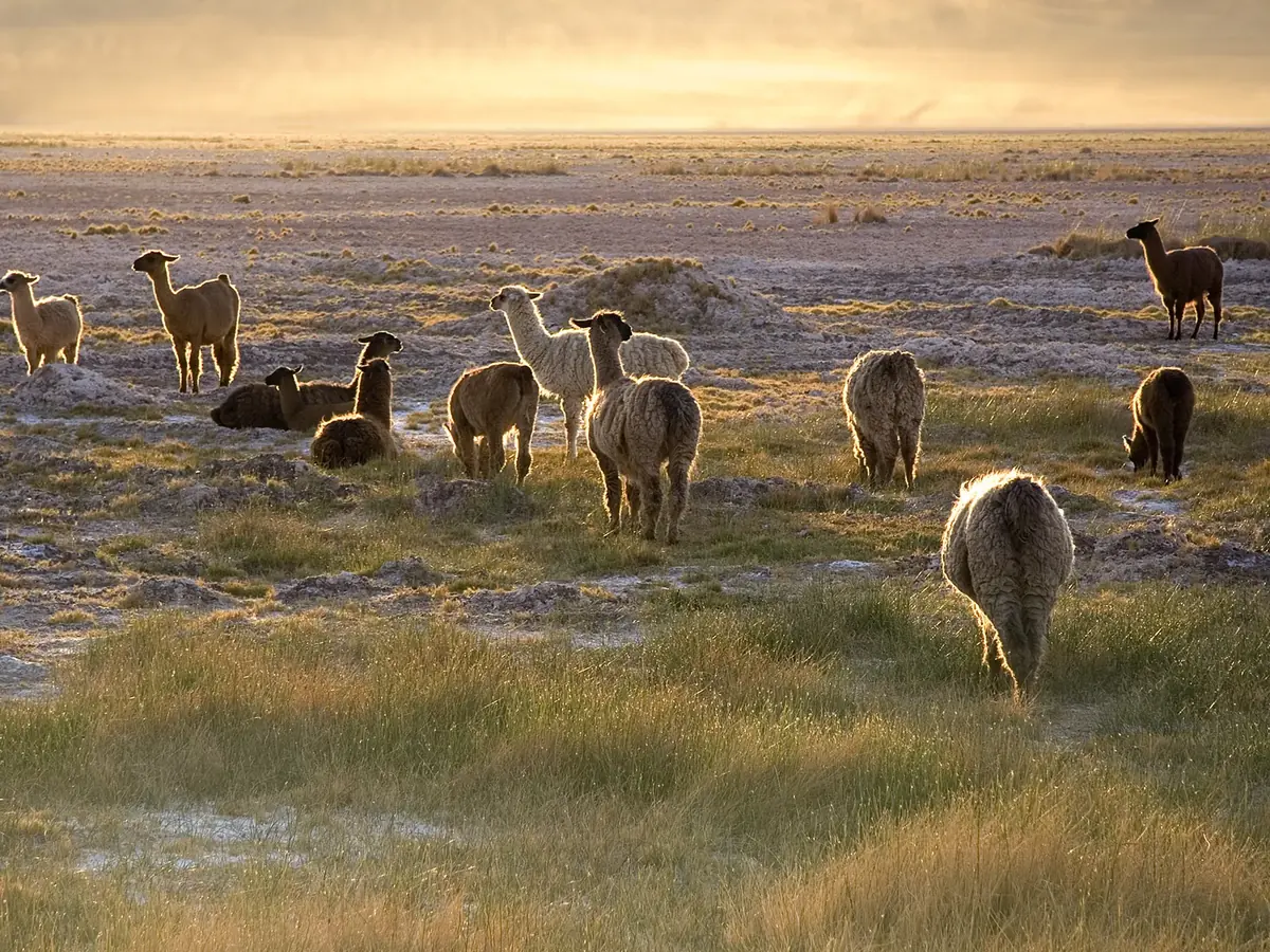 Llamas pastando al atardecer en San Pedro de Atacama